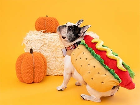 French bulldog wearing hot dog costume next to hay bale and pumpkin decorations