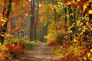 Picture of a fall landscape